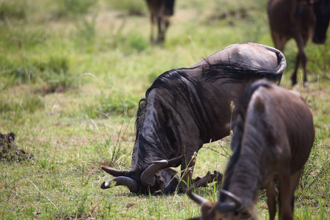 Maasai Mara: Tre dagar, gnuervandring, 4*4 Jeep