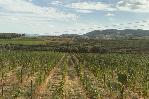 Private Douro Valley Full Day Tour Private Douro Valley Food and Wine Tour From Porto