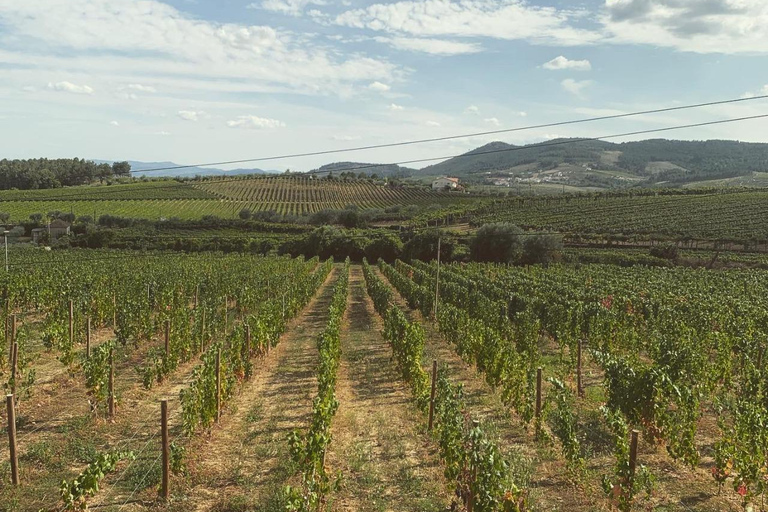 Private Douro Valley Full Day Tour Private Douro Valley Food and Wine Tour From Porto