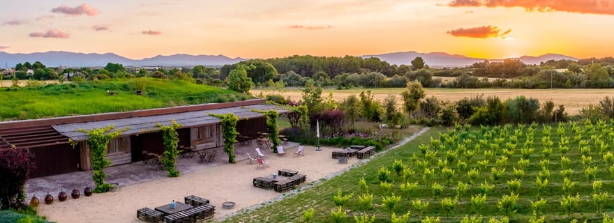 Penedés : Visite guidée des vignobles, visite de la cave et dégustation de 3 vins