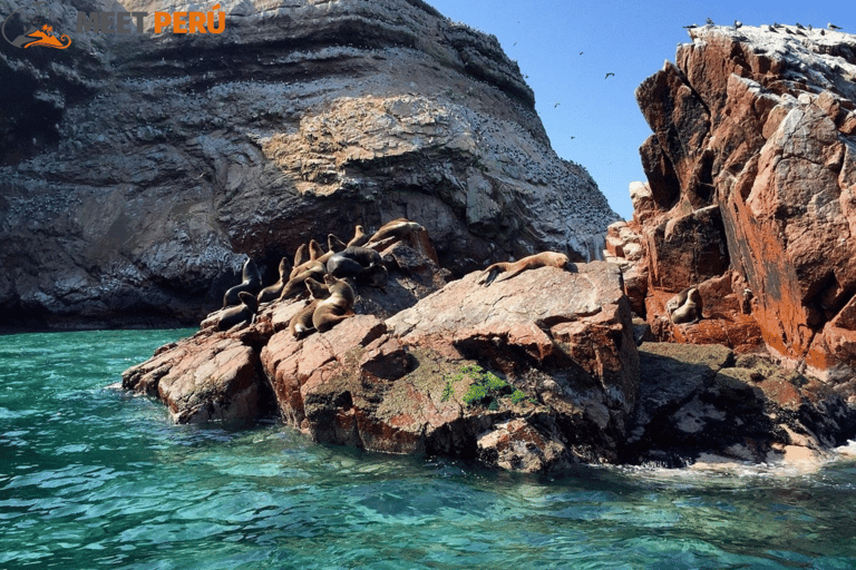 巴列斯塔斯群岛和帕拉卡斯保护区迷你越野车探险之旅巴列斯塔斯群岛与帕拉卡斯自然保护区迷你越野车探险之旅