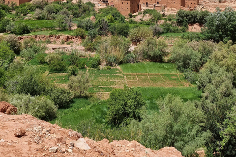 Dal Cairo: escursione privata di 5 giorni all&#039;Oasi di Siwa con alloggioDal Cairo: viaggio privato di 5 giorni all&#039;oasi di Siwa con alloggio