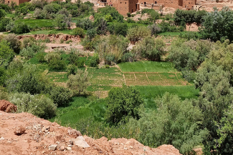 Dal Cairo: escursione privata di 5 giorni all&#039;Oasi di Siwa con alloggioDal Cairo: viaggio privato di 5 giorni all&#039;oasi di Siwa con alloggio