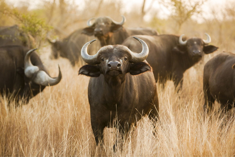 A magia dos Maasai e os encantos de Nakuru: Safári de 4 dias na natureza selvagemMagia Maasai e encantos de Nakuru: safári de 4 dias na natureza