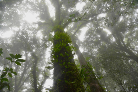 Chiang Mai: Tarasy ryżowe Pa Bong Piang i Doi Inthanon