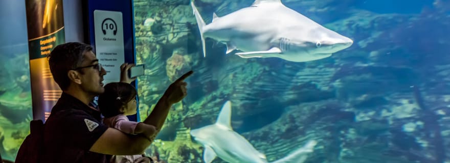 Valencia: biglietto d'ingresso all'Oceanogràfic