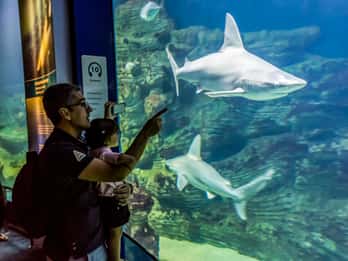 Valencia: Inngangsbillett til L'Oceanogràfic