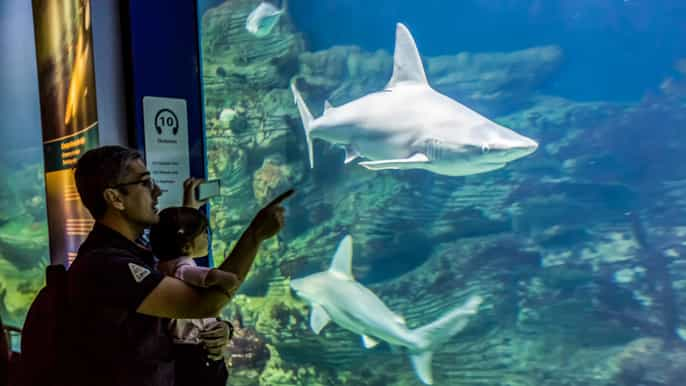 Valencia: entrada al Oceanogràfic