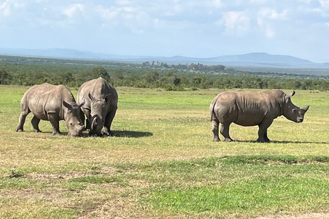 Excursão de um dia à Ol-Pejeta Conservancy