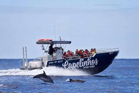 Isola di Faial: Tour unico in barca al vulcano Capelinhos