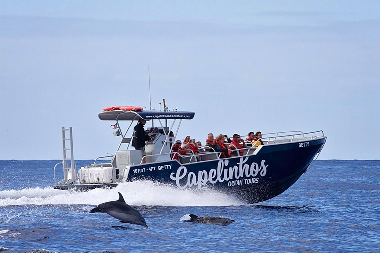 Isla de Faial: Tour en barco único al volcán Capelinhos