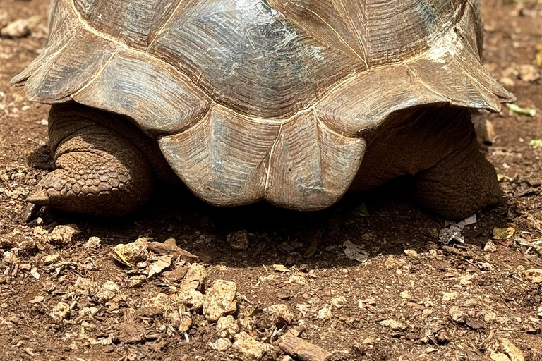 Ciudad de piedra y prisión Isla