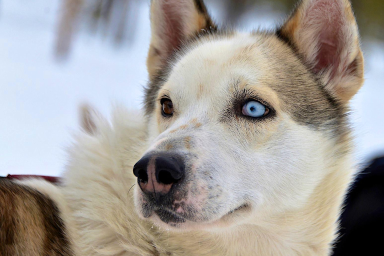 Sirkka: 1,5 km familjevänlig Husky-slädåkning