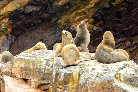 FD: Ica, Paracas - Ballestas Islands - Huacachina Excursion