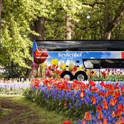 Da Amsterdam: bus navetta per Keukenhof e biglietto d'ingresso