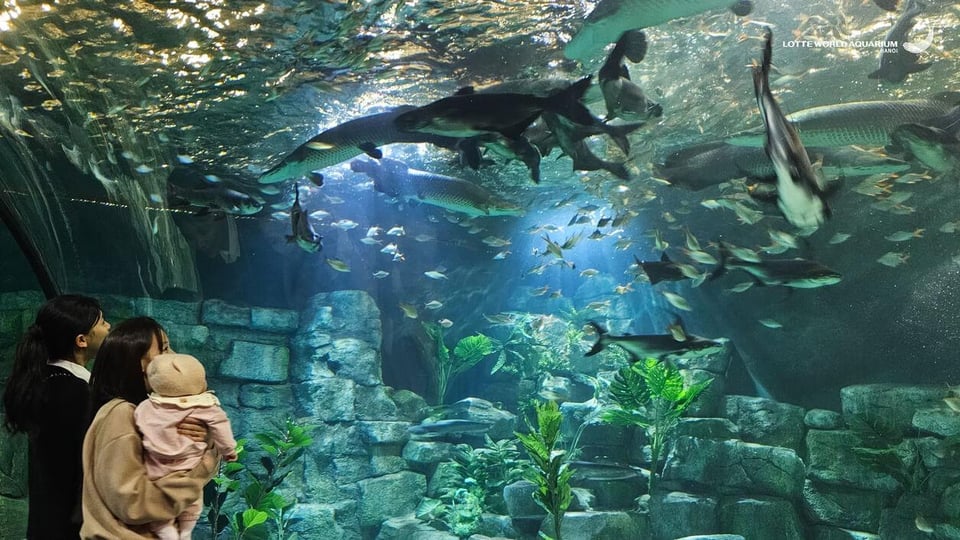 Hanoï : aquarium Lotte World – Un monde sous-marin de merveilles