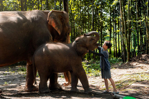 Chiang Mai : Elefantenpflege Elefanten Eco Park