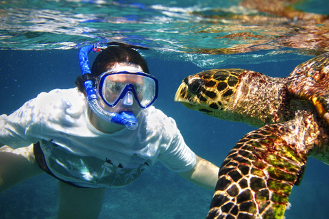 Fantastisk upplevelse: Snorkling med sköldpaddor i Mirissa