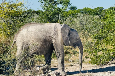 Chobe Safari from Victoria Falls: Game Drive & Cruise