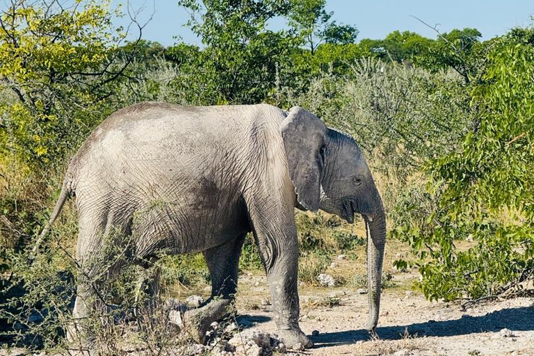 Chobe Safari from Victoria Falls: Game Drive & Cruise