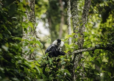 2 Days Chimpanzee trek & The Overnight @ Nyungwe Rainforest - Housity