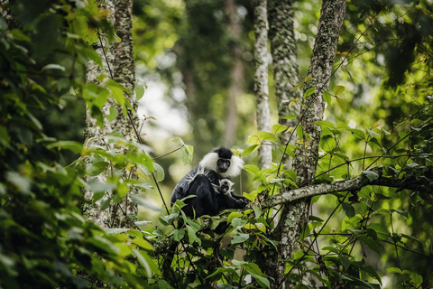 2 giorni di trekking con gli scimpanzé e pernottamento nella foresta pluviale di Nyungwe