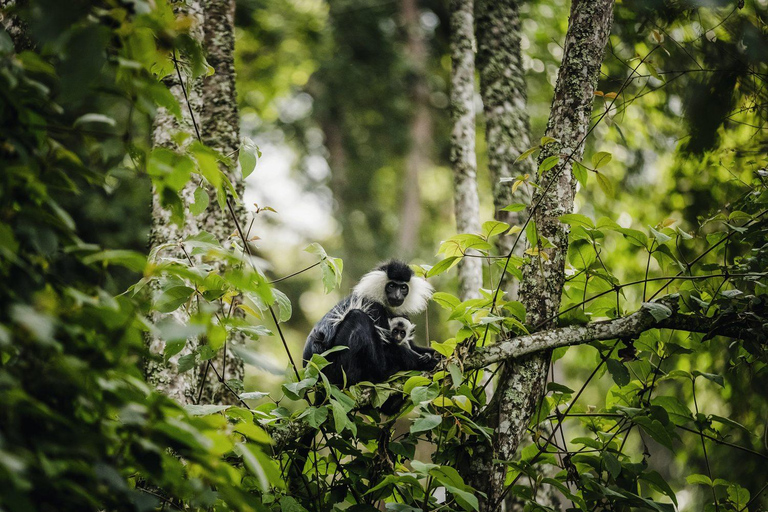 2 Dagen Chimpansee trektocht &amp; Overnachten @ Nyungwe Regenwoud