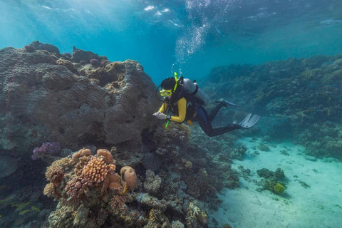 Marsa Mubarak Sea Turtles Trip with Optional Diving with 1 Intro-dives, Snorkelling, Lunch