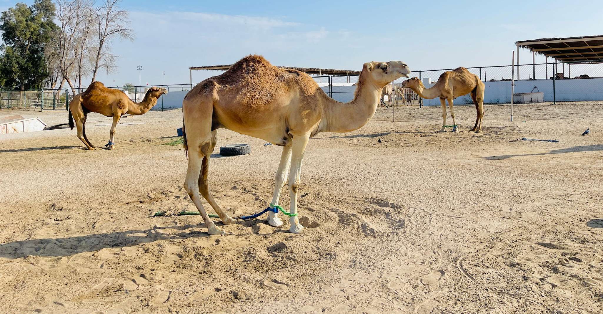 Around Bahrain For AIDAprima Tourists Shared Tour 5H photo 18