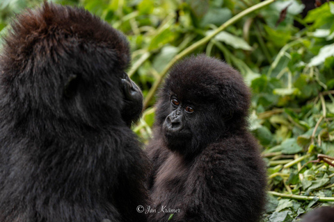 3-Day Bwindi Gorilla Trekking Safari