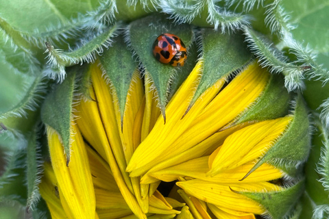 Carool: Bloomhill Estate Sunflower Farm Tour Experience