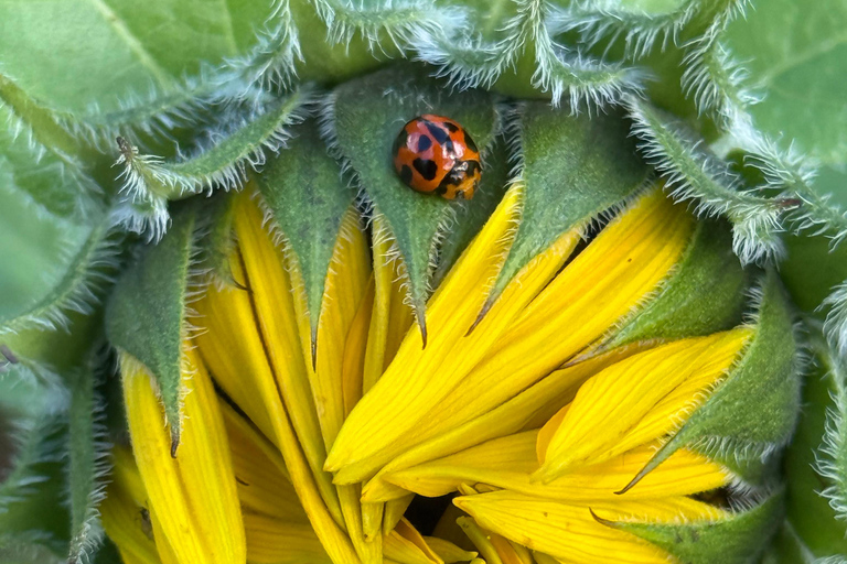 Carool: Bloomhill Estate Sunflower Farm Tour Experience