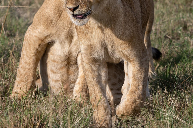 Viaggio di un giorno da Nairobi a Maasai Mara - AWNairobi: Escursione di un giorno nella Riserva Nazionale di Maasai Mara - Privato