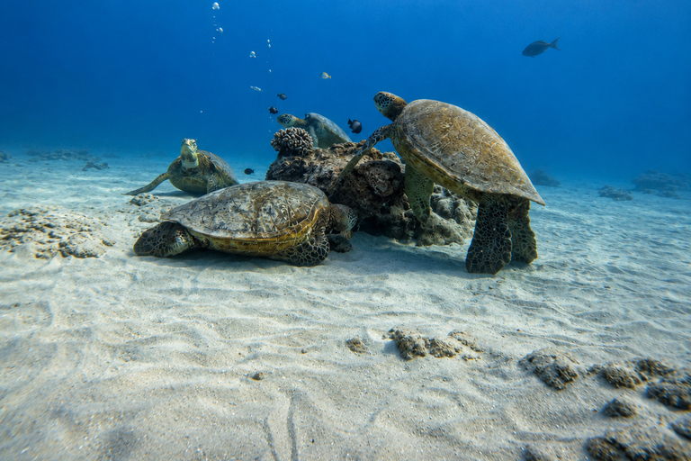 Oahu: Waikiki Turtle Canyon Snorkeling Tour (Small group) Waikiki: Sea Turtle Snorkel (Small group 20 People Max)