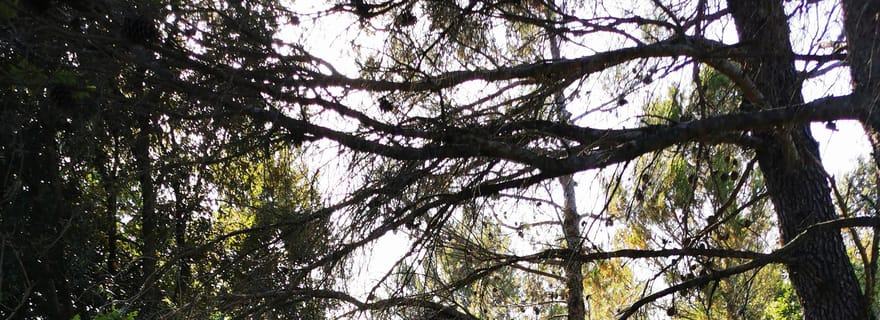 Istria: Guided Horseback Riding Tour