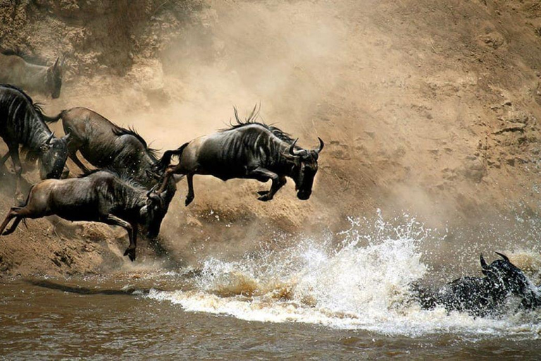 Dagstur i Masai Mara och besök i Masai Village