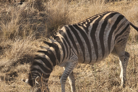 From Johannesburg: Lion & Safari Park Guided Game Drive