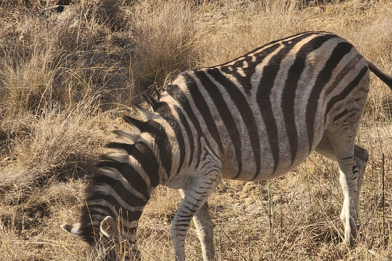 From Johannesburg: Lion & Safari Park Guided Game Drive