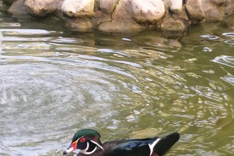 Elche: bilet wstępu do Narodowego Ogrodu Artystycznego Huerto del CuraElche: Bilet wstępu do Narodowego Ogrodu Artystycznego Huerto del Cura