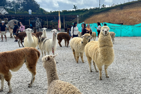 Tour Guatapé con visita a Granja de las Llamas y las Alpacas