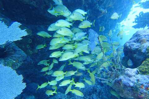 Southpoint Divers: Afternoon Reef Dive Trip