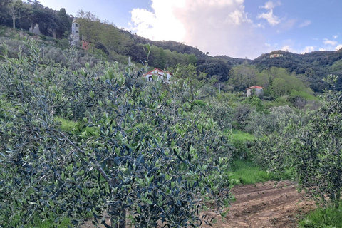 Vernazza: Olive Grove Tour and 5 Terre Olive Oil and Wine Tasting Vernazza (5 Terre): olive grove tour and oil and wine tasting