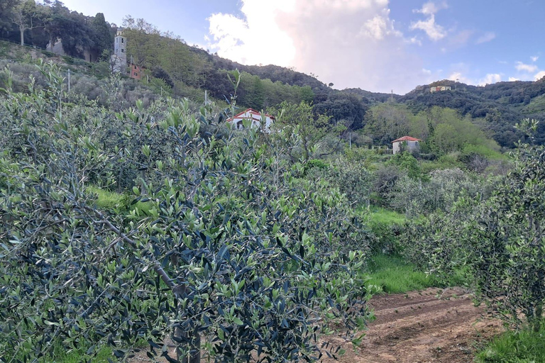 Vernazza: Olive Grove Tour and 5 Terre Olive Oil and Wine Tasting Vernazza (5 Terre): olive grove tour and oil and wine tasting