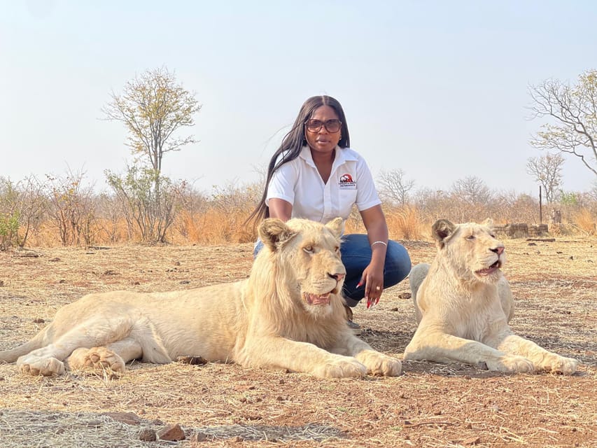 Victoria falls: Elephant, cheetah and lion experience tour | GetYourGuide