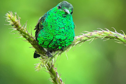 Monteverde: Halbtagestour zur VogelbeobachtungGemeinsame Gruppentour