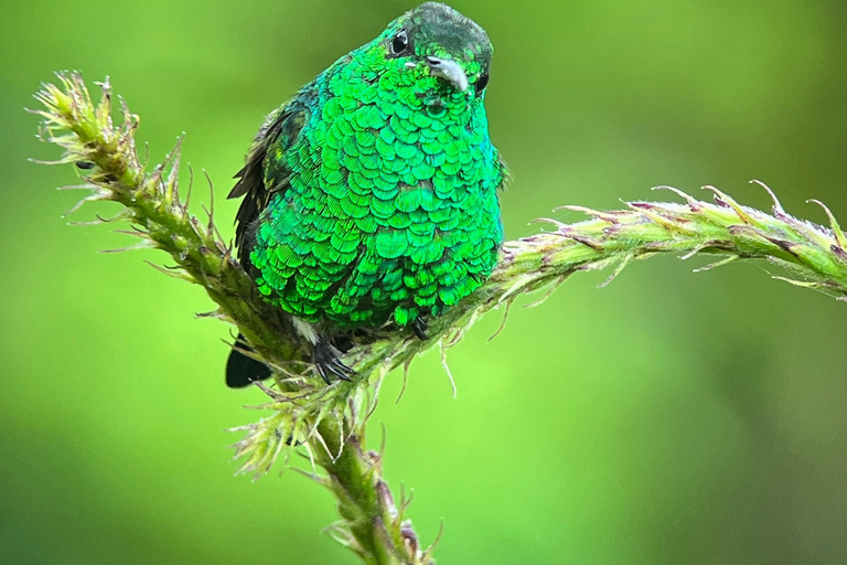 Monteverde: Tour de medio día de observación de avesVisita en grupo compartido