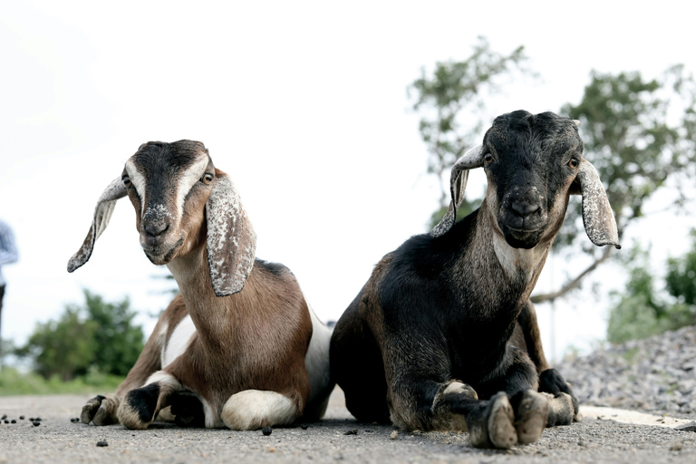 Bucharest: Ranch with Domestic Animals Day Trip