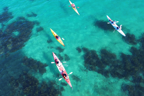 Auckland: Tiritiri Matangi Island Kayak Tour