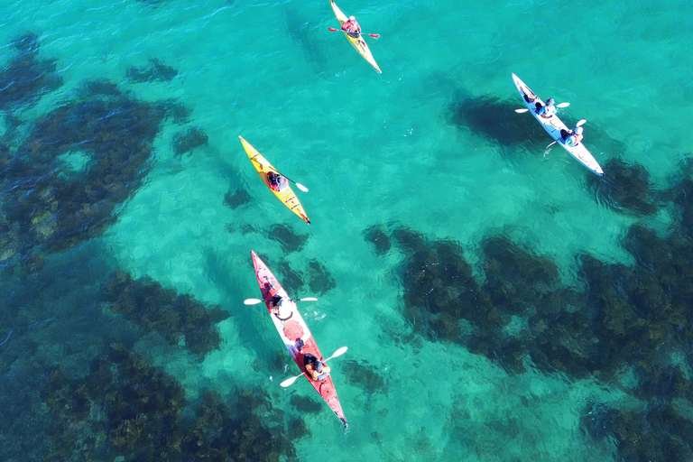 Auckland: Tiritiri Matangi Island Kayak Tour