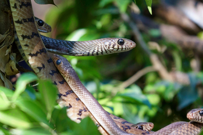 Chiang Mai: 3-Day Karen Hill Tribe Immersion with Trekking